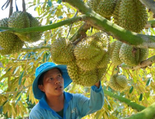 China’s reopening stirs Southeast Asia durian export competition
