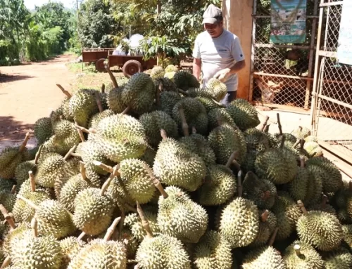 Durian growing area in Dak Lak will be the largest in the country