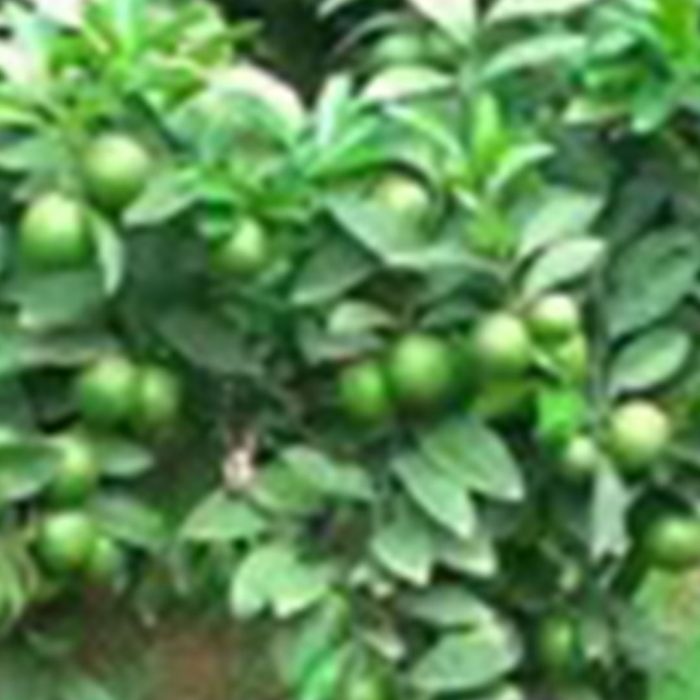 fresh-seedless-lime-green