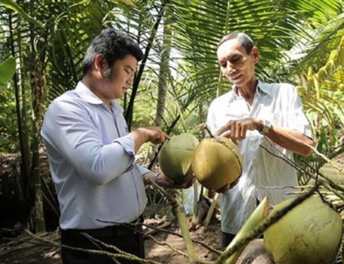 Vietnamese coconuts have been granted a “visa” to the US